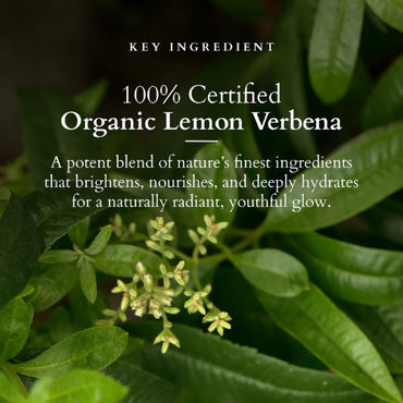 Lotus Organics+ Vitamin C Radiance Booster Cream | Brightening & Glow Moisturizer