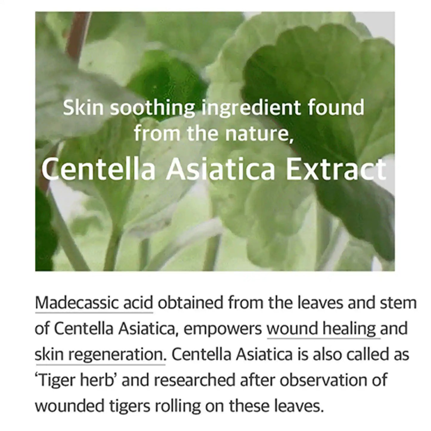 Mixsoon Soondy Centella Asiatica Essence (100 ml)